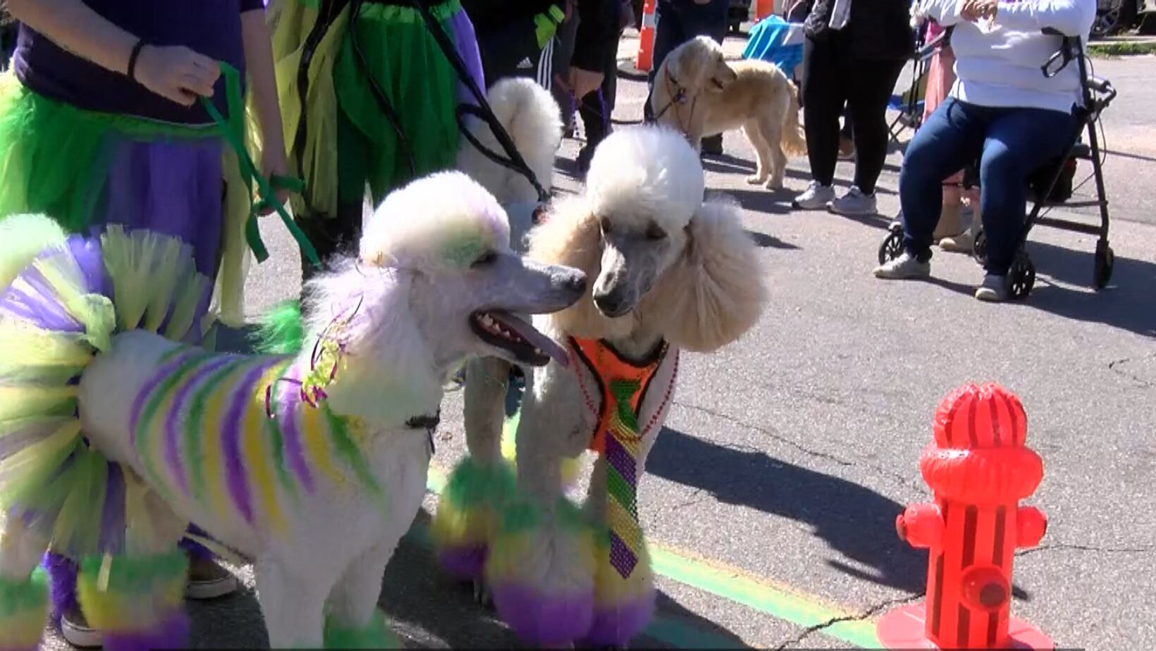 10th annual Barkloxi PAWrade returns Sunday to benefit Humane Society