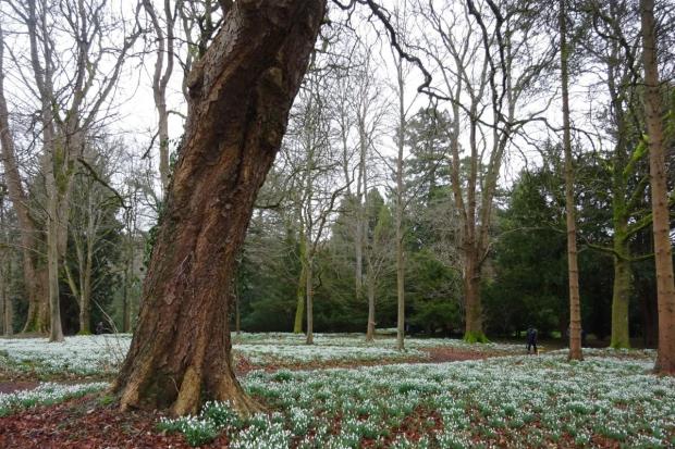 These National Trust sites have the most enchanting snowdrop displays