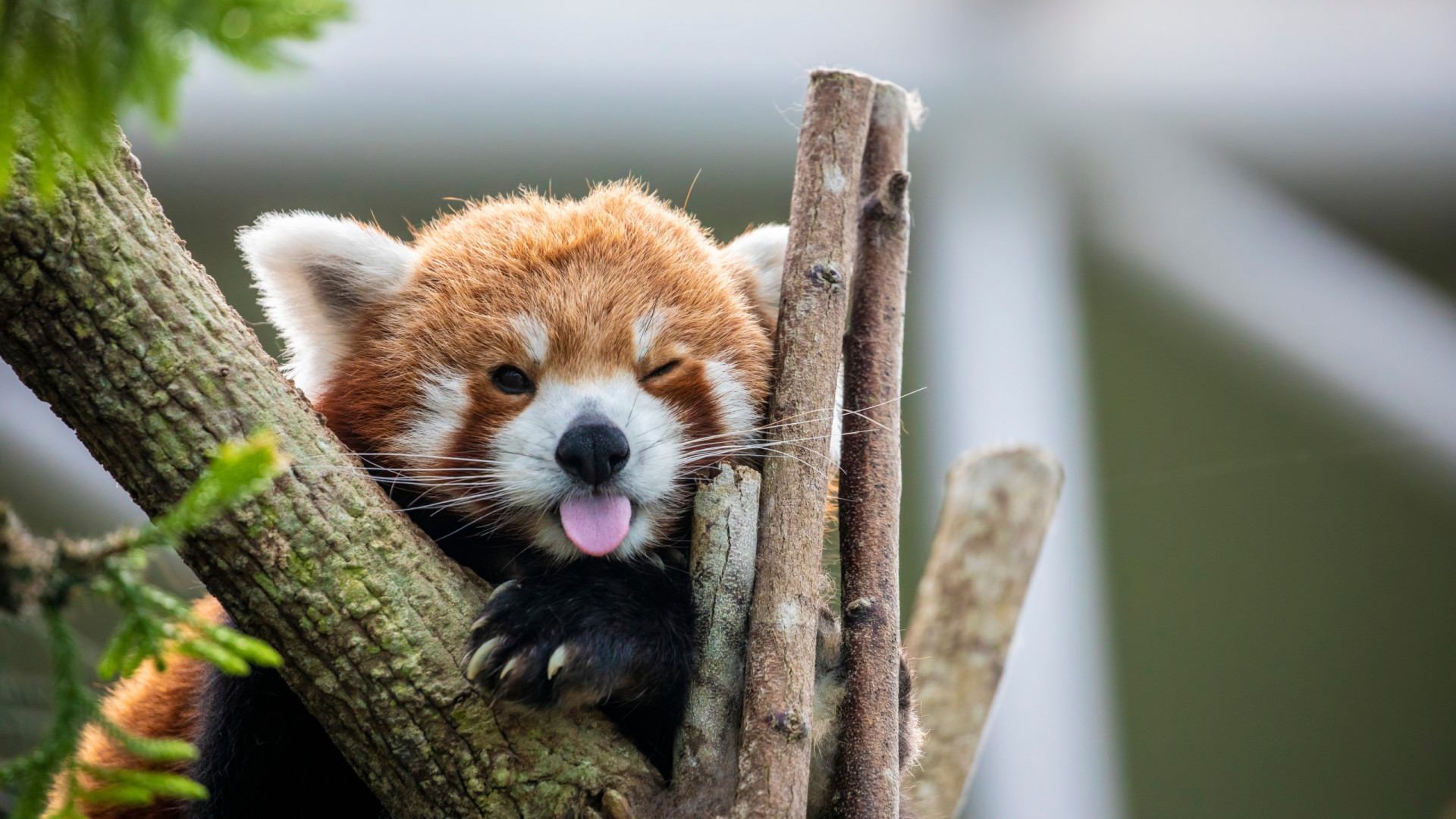 Tiny, fluffy, and mischievous: Meet the red panda