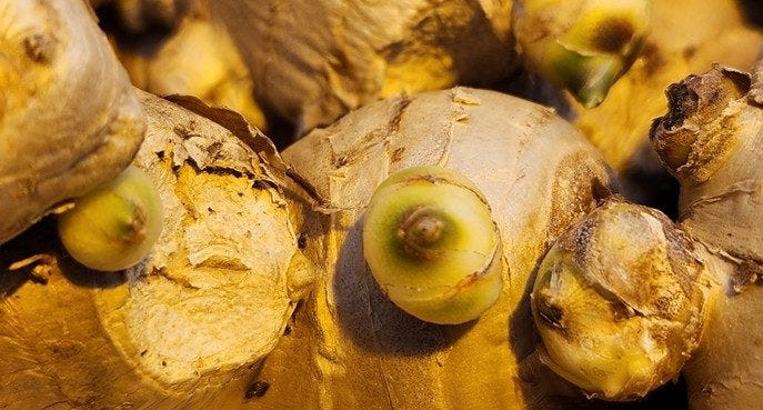 Growing ginger in your home - both indoors and outdoors