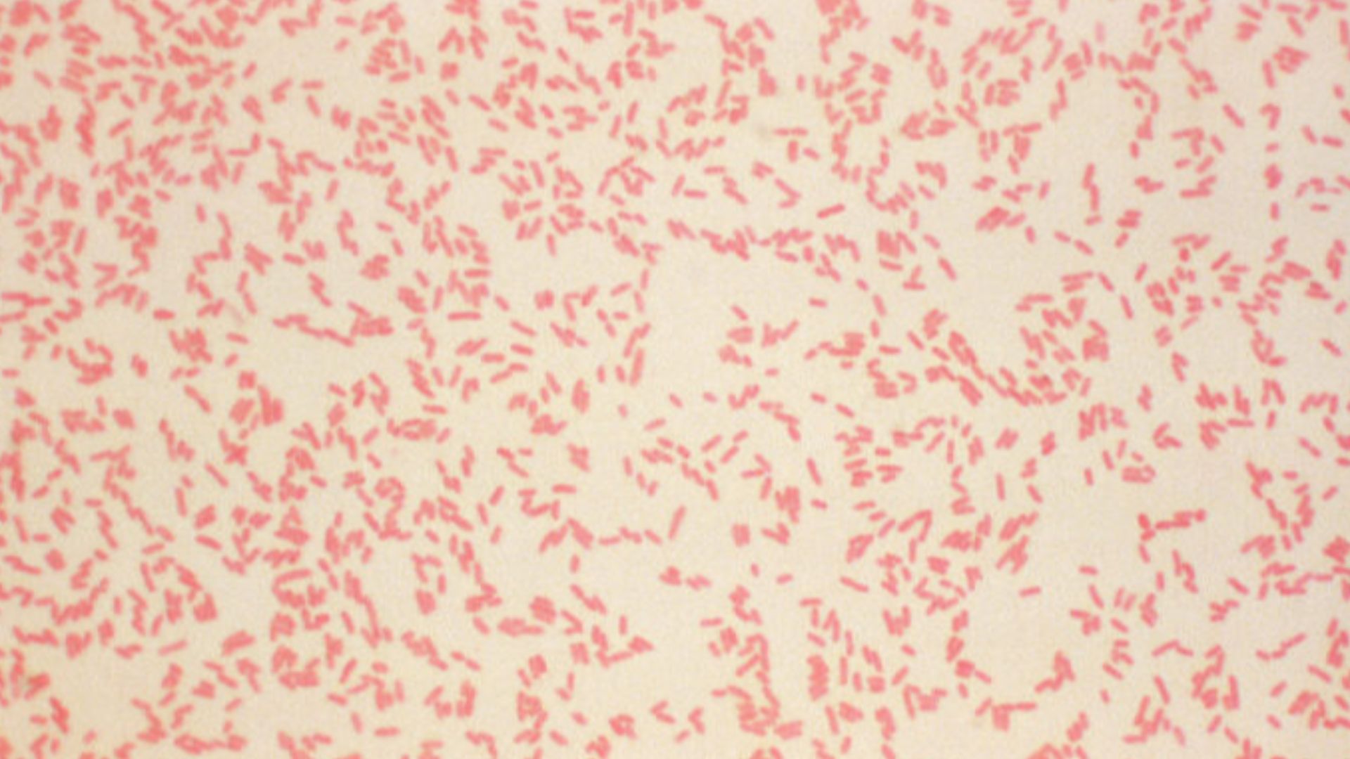 Researchers uncover the bacterium behind the world’s first pandemic ...