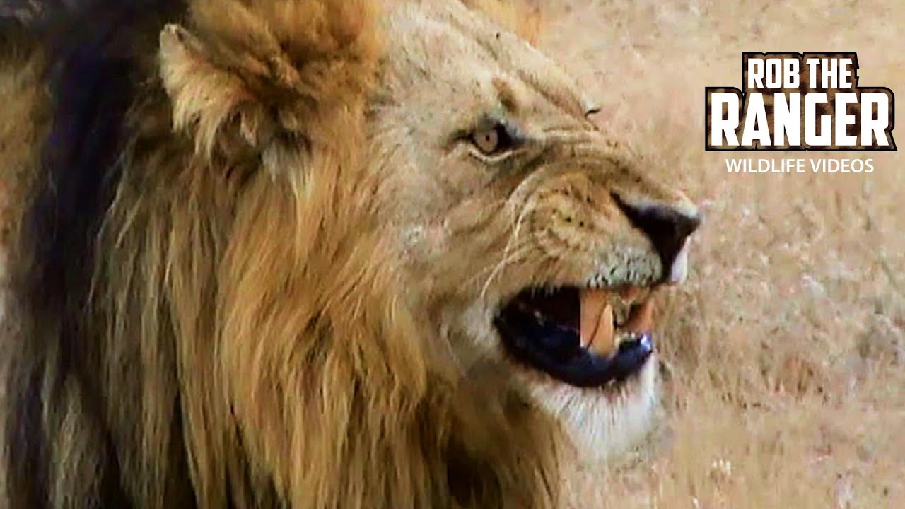 Watch three fierce Mapogo lions begin their intense patrol
