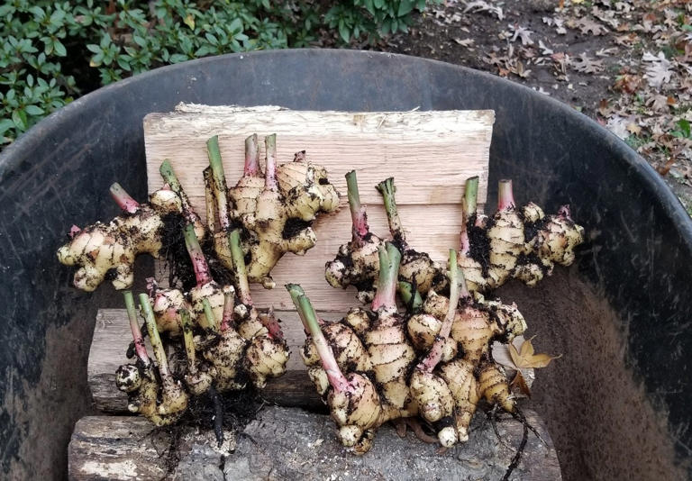 Growing ginger in your home - both indoors and outdoors