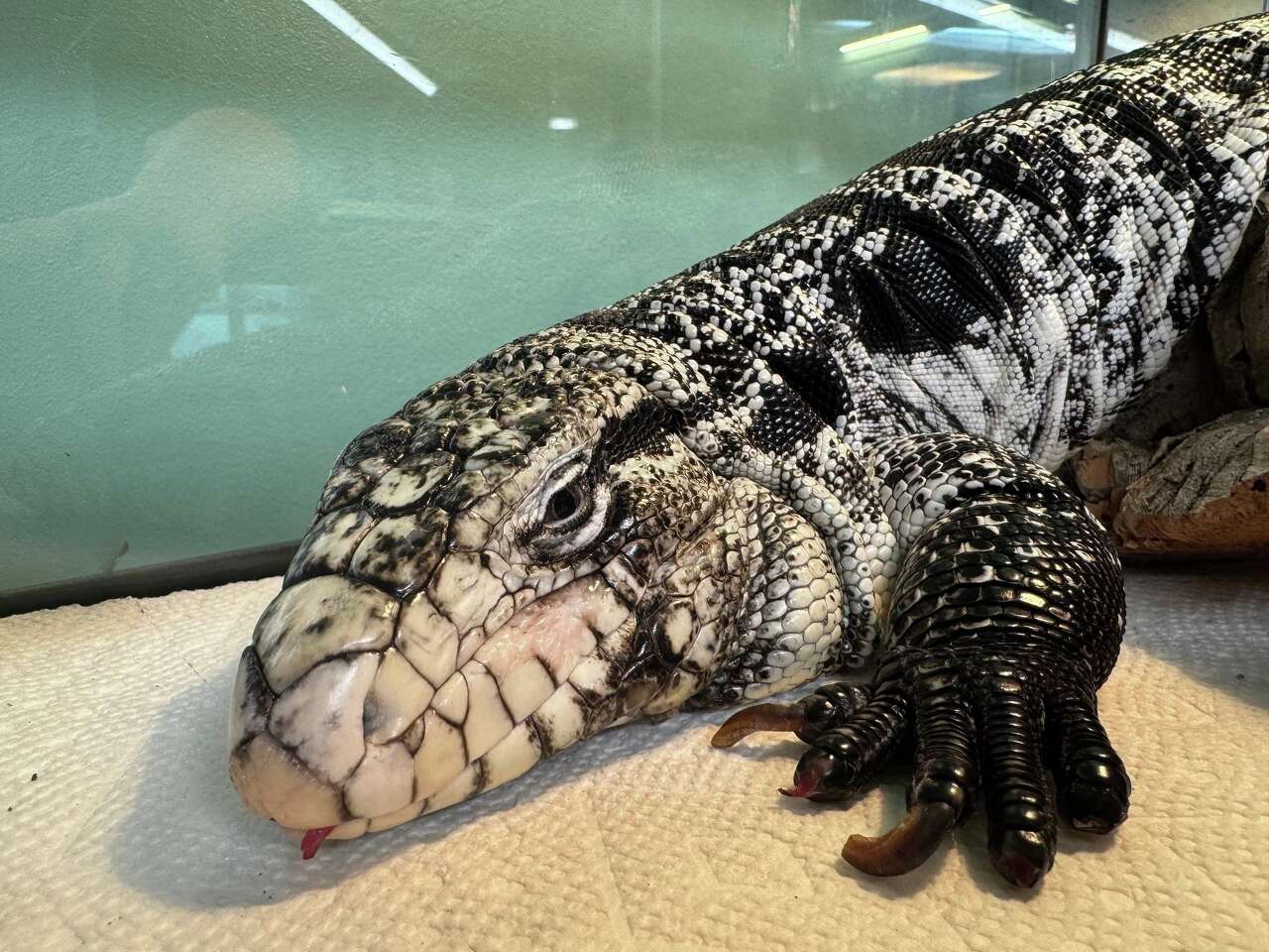 Large lizard buried under nearly 20 inches of snow rescued in New England