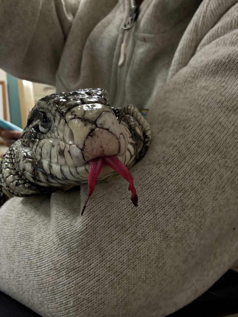 Large lizard buried under nearly 20 inches of snow rescued in New England