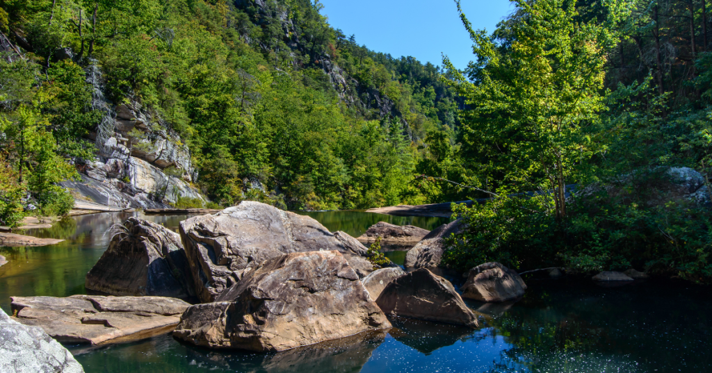 Small creek filled with large boulders surrounded by wild, green trees and bushes