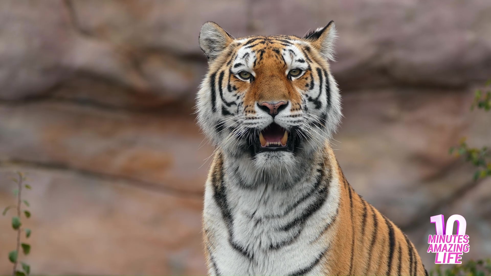 Tiger reveals teeth during calm observation