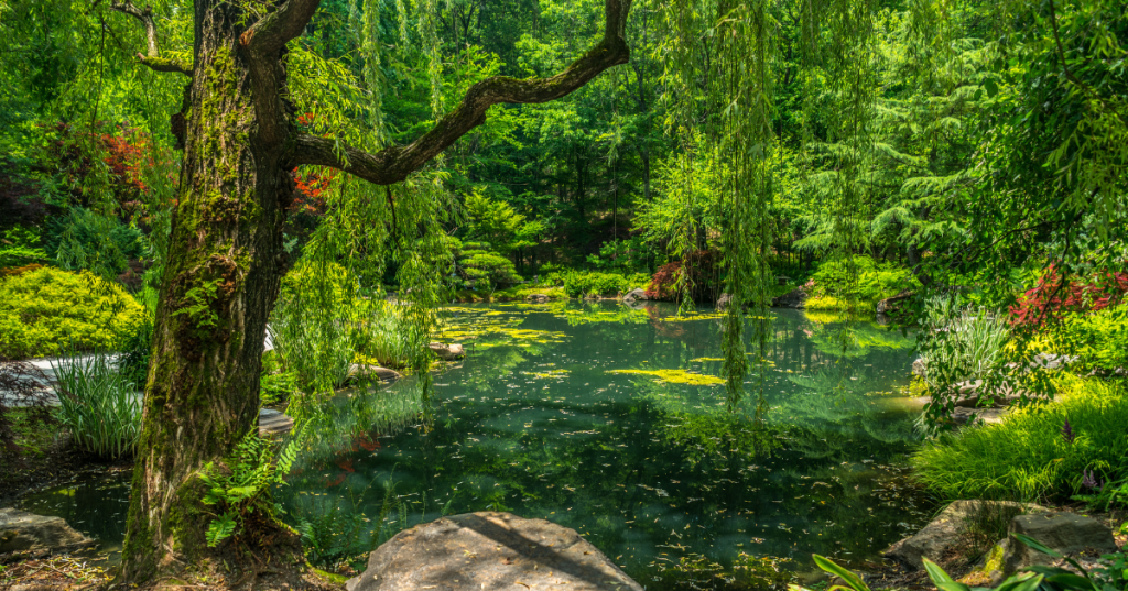 Garden pond surrounded by bushes, trees, and plants in vibrant shades of green