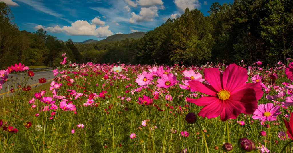 Field of pink cosmos blooming surrounded by green trees, with blue skies and white, fluffy clouds