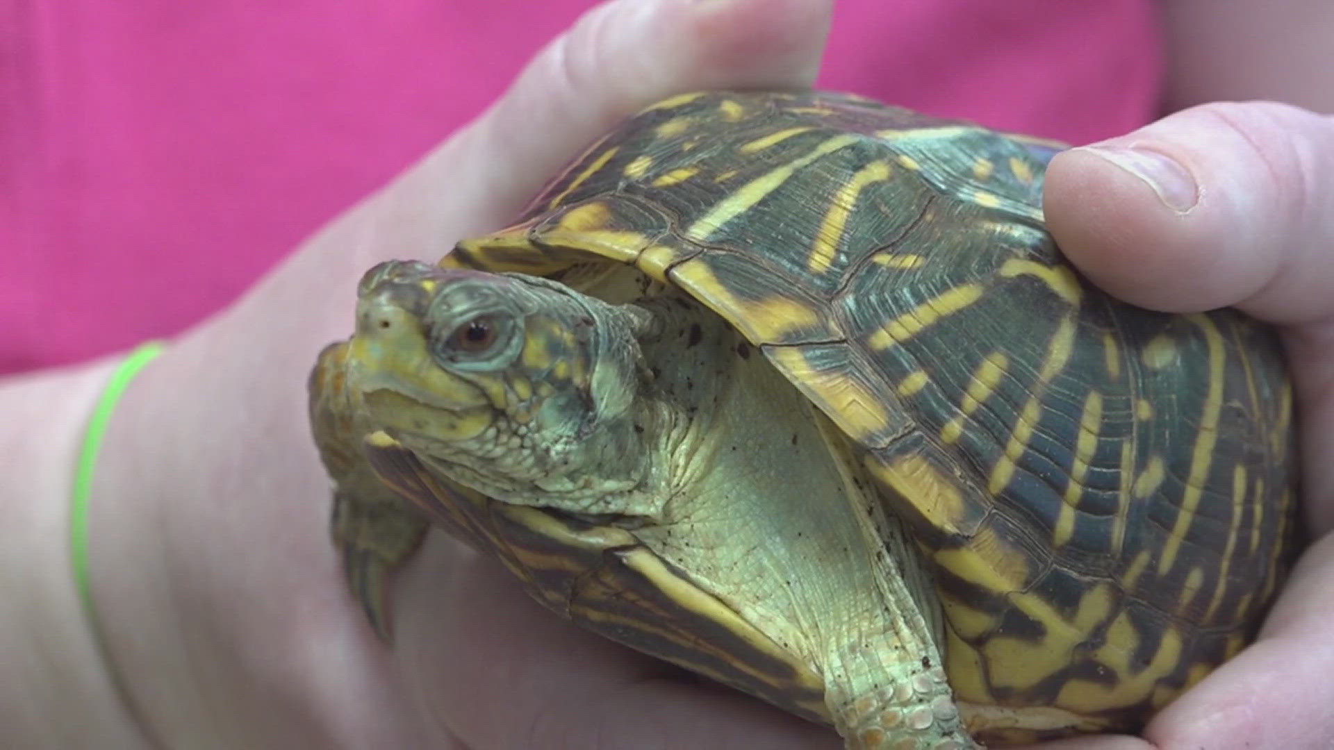 Box turtle at Nahant Marsh facing life-threatening health issue