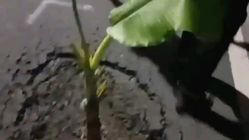 Jalan maut Pantura Pilangsari Indramayu makan korban, remaja tanam pohon pisang sebagai tanda bahaya