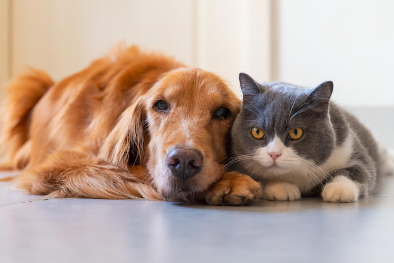 Discover the most popular dog and cat breeds by state in 2026 ...