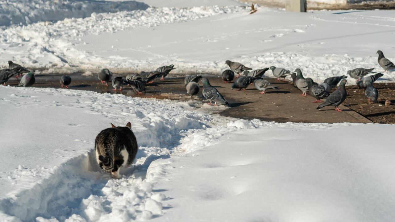 Experts sound alarm as hybrid predators attack people and livestock, 