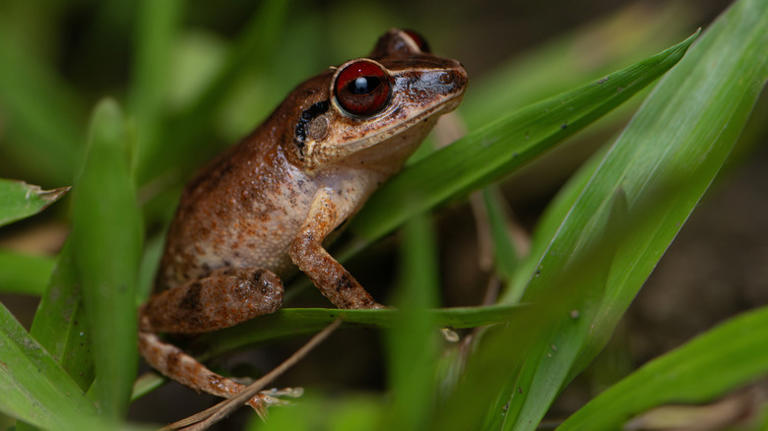 The 5 best islands in the Caribbean to visit for viewing unique wildlife