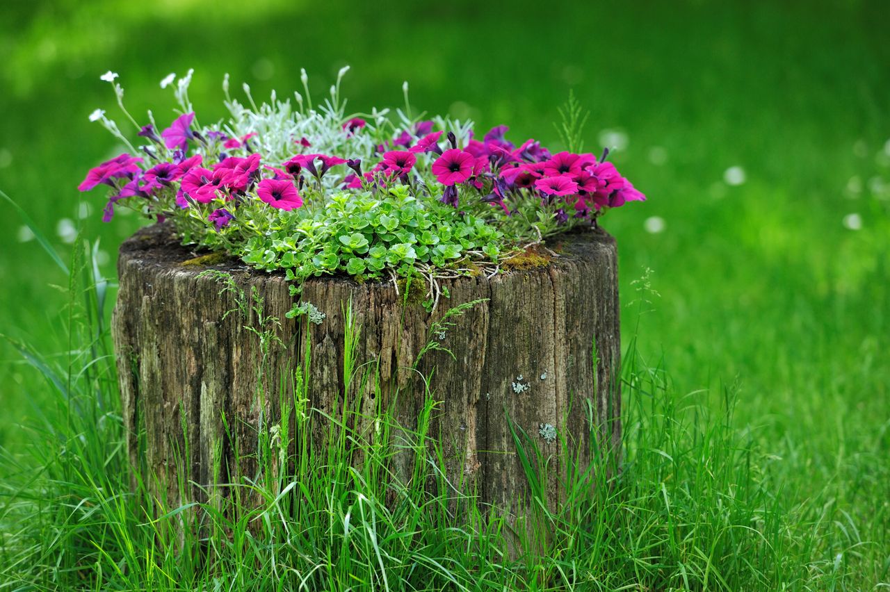 Petunias and other flowers planted on a tree stump