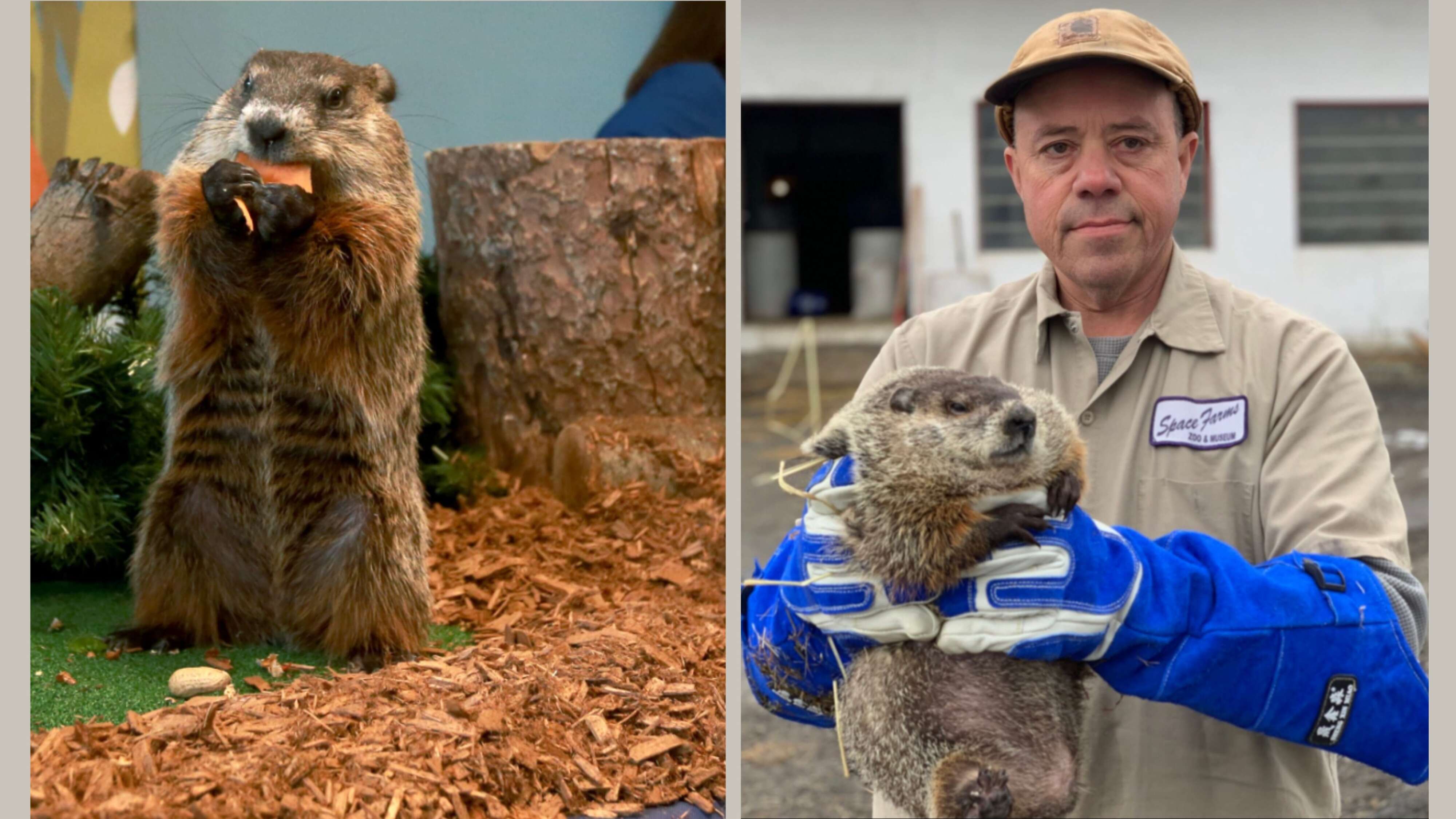 Groundhog Day 2026: Turtle joins 2 NJ groundhogs to predict when spring ...