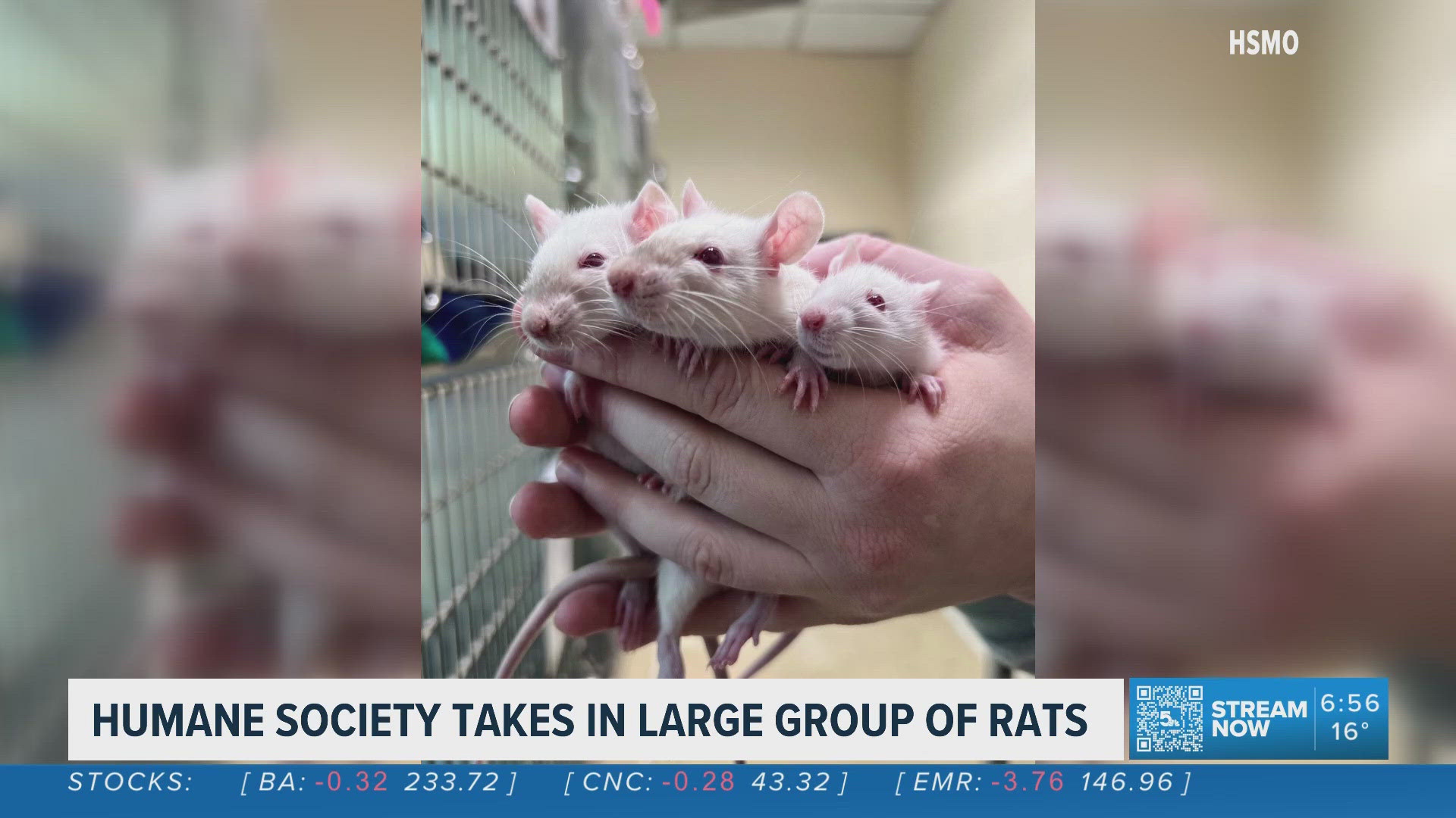 Humane Society of Missouri takes in large group of rats