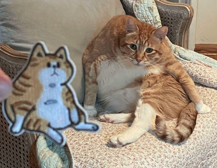 46 Of The Most Interesting Comparison Pics That Might Give You A Fresh New Perspective On Things