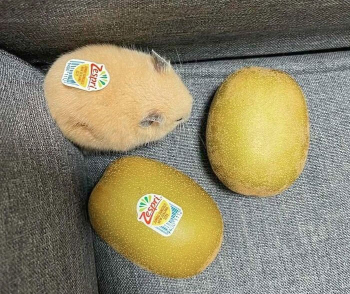 46 Of The Most Interesting Comparison Pics That Might Give You A Fresh New Perspective On Things