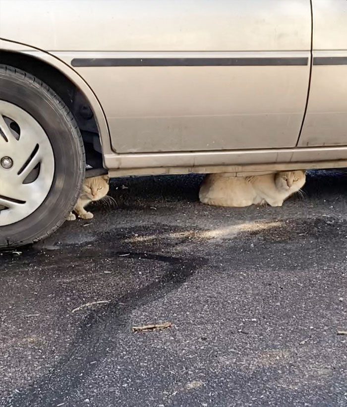46 Of The Most Interesting Comparison Pics That Might Give You A Fresh New Perspective On Things