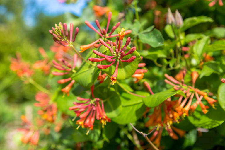 5 invasive shrubs you should never plant—and what to grow instead