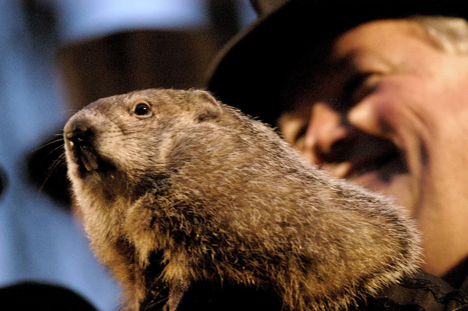 It's Groundhog Day!