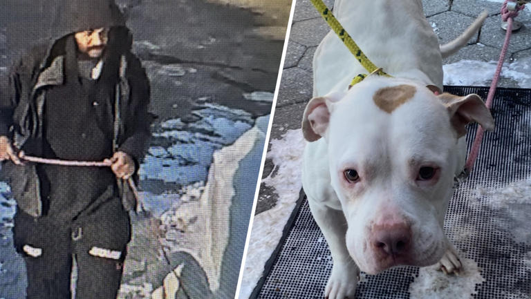 Video shows man abandoning dog outside New Haven shelter