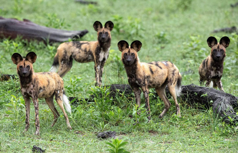 Lycaon, loup, coyote… pourquoi les canidés sont parmi les chasseurs les ...