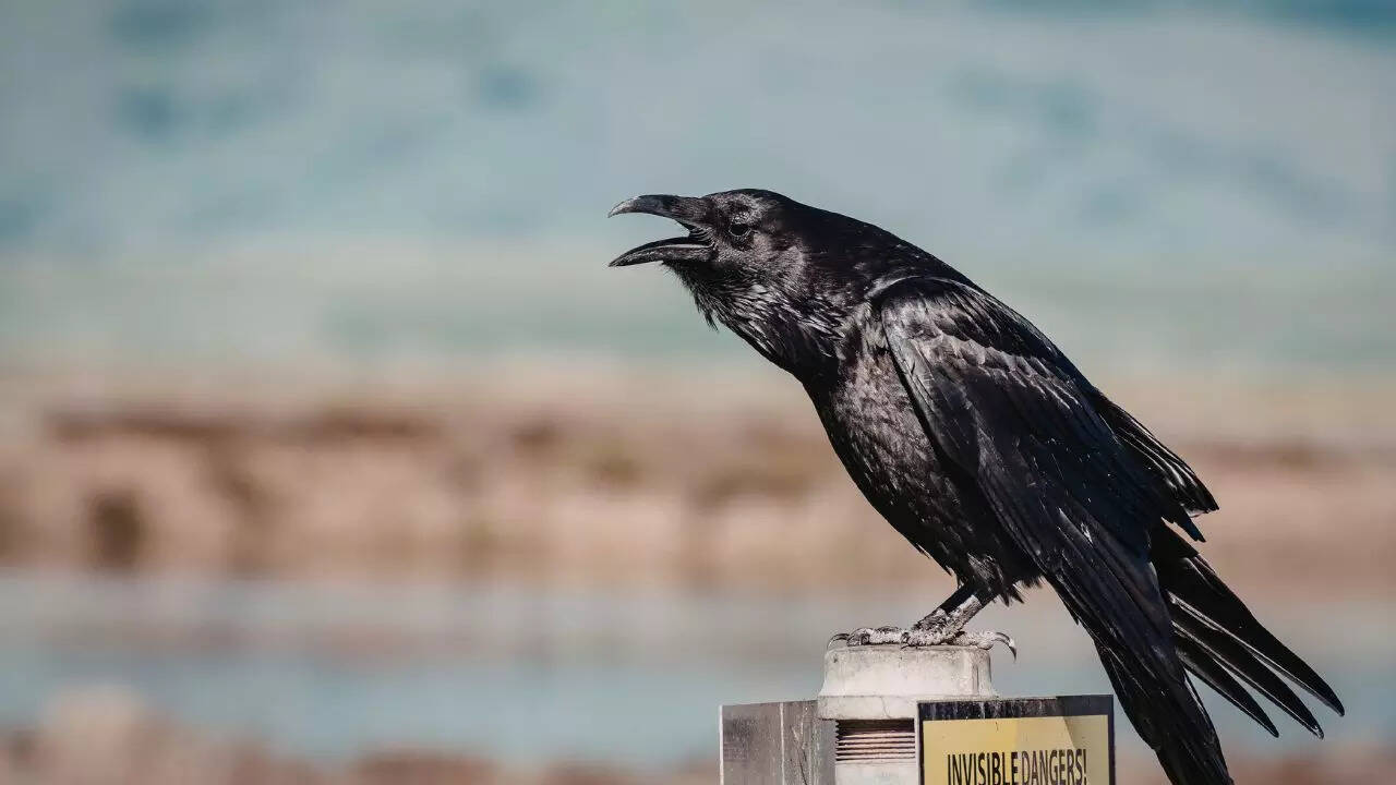 Meet the raven, the bird that can plan for future just like humans and apes