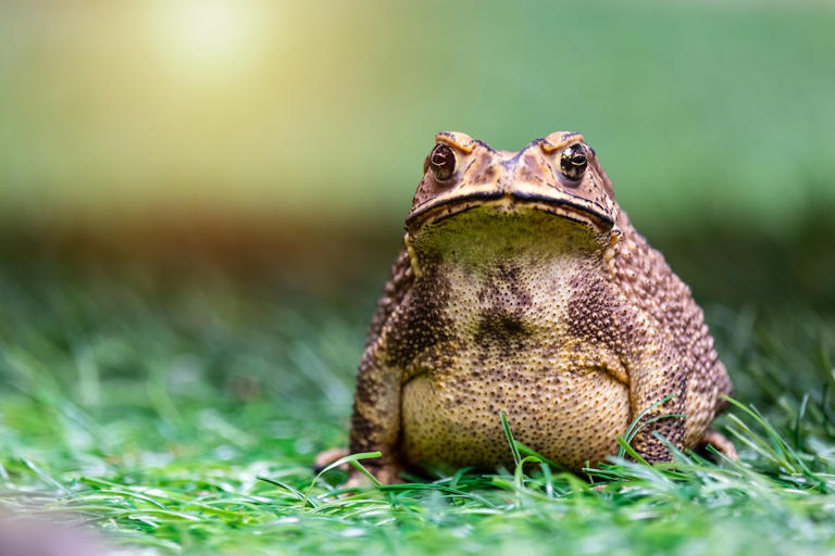 Cane toad wearing a harness at the vet looks like a green bulldog