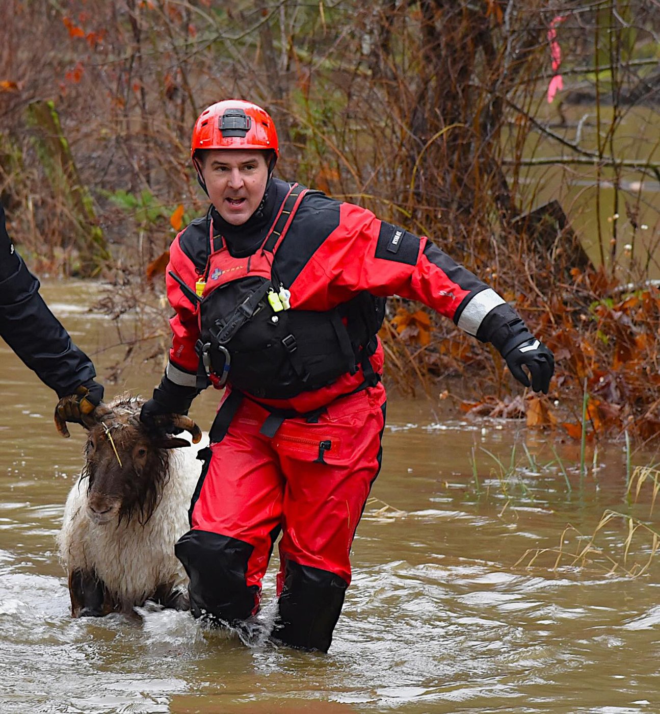 Vancouver Island rescuers helped people, sheep, dogs and cat after ...