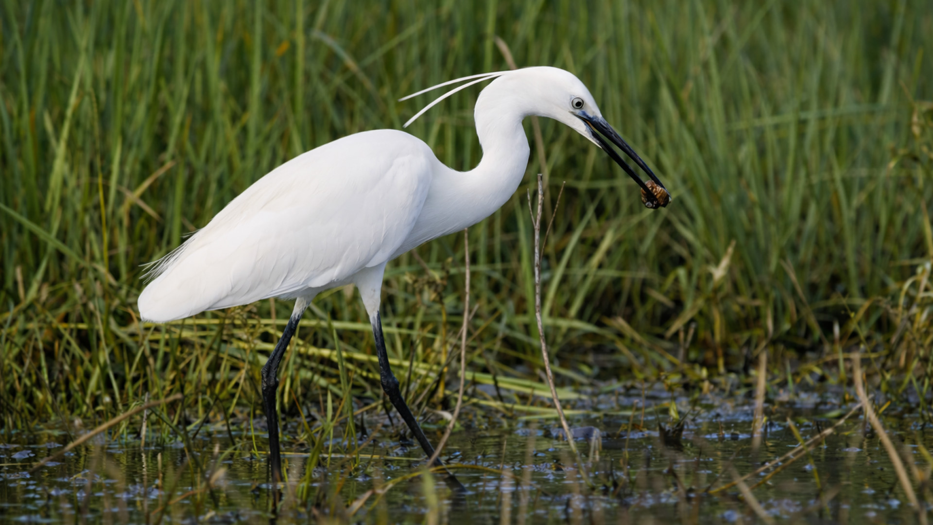 This bird found something unusual in the water