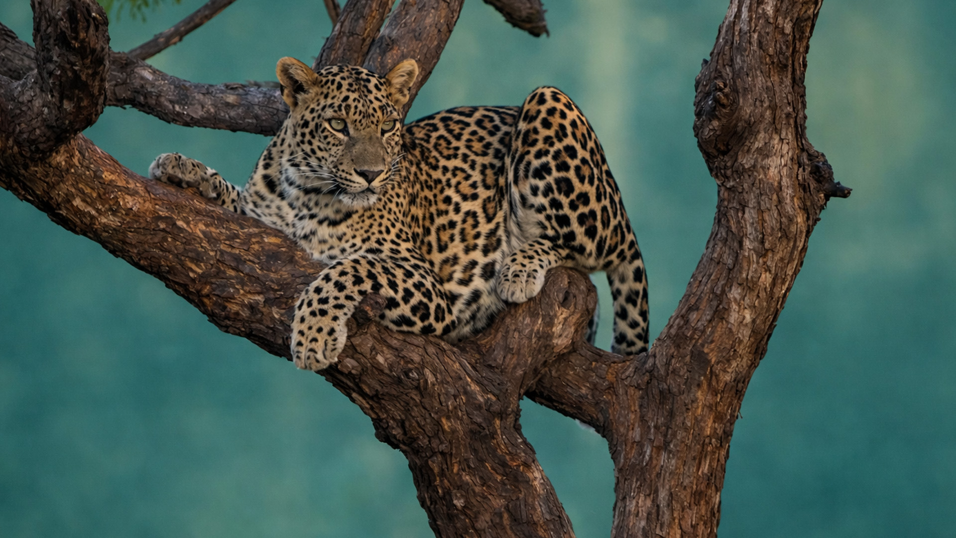 What else is watching from the trees?