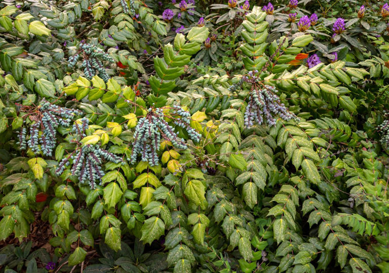 5 invasive shrubs you should never plant—and what to grow instead