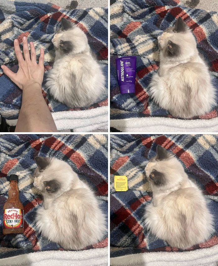 46 Of The Most Interesting Comparison Pics That Might Give You A Fresh New Perspective On Things