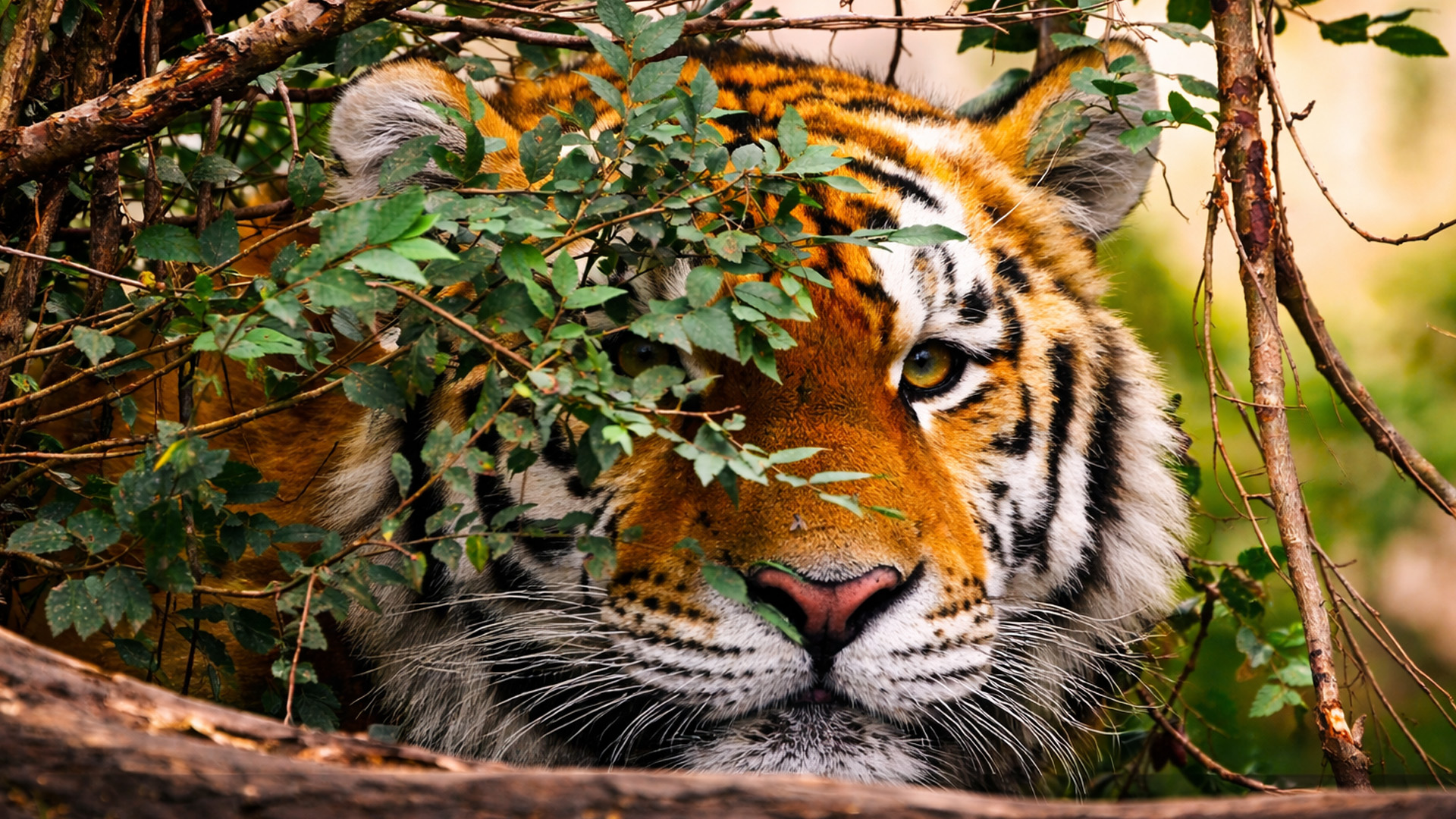 I almost missed him hiding in the bushes