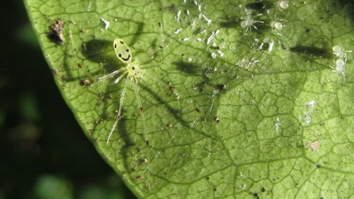 Meet the Hawaiian happy face spider: The smiling arachnid of the rainforest