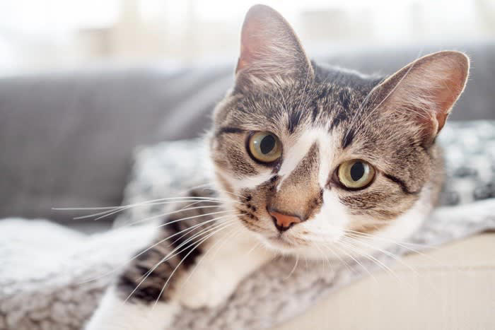 猫が飼い主に『体を預けてくる』ときの心理5つ 寄りかかる理由や愛猫が喜ぶ応え方も