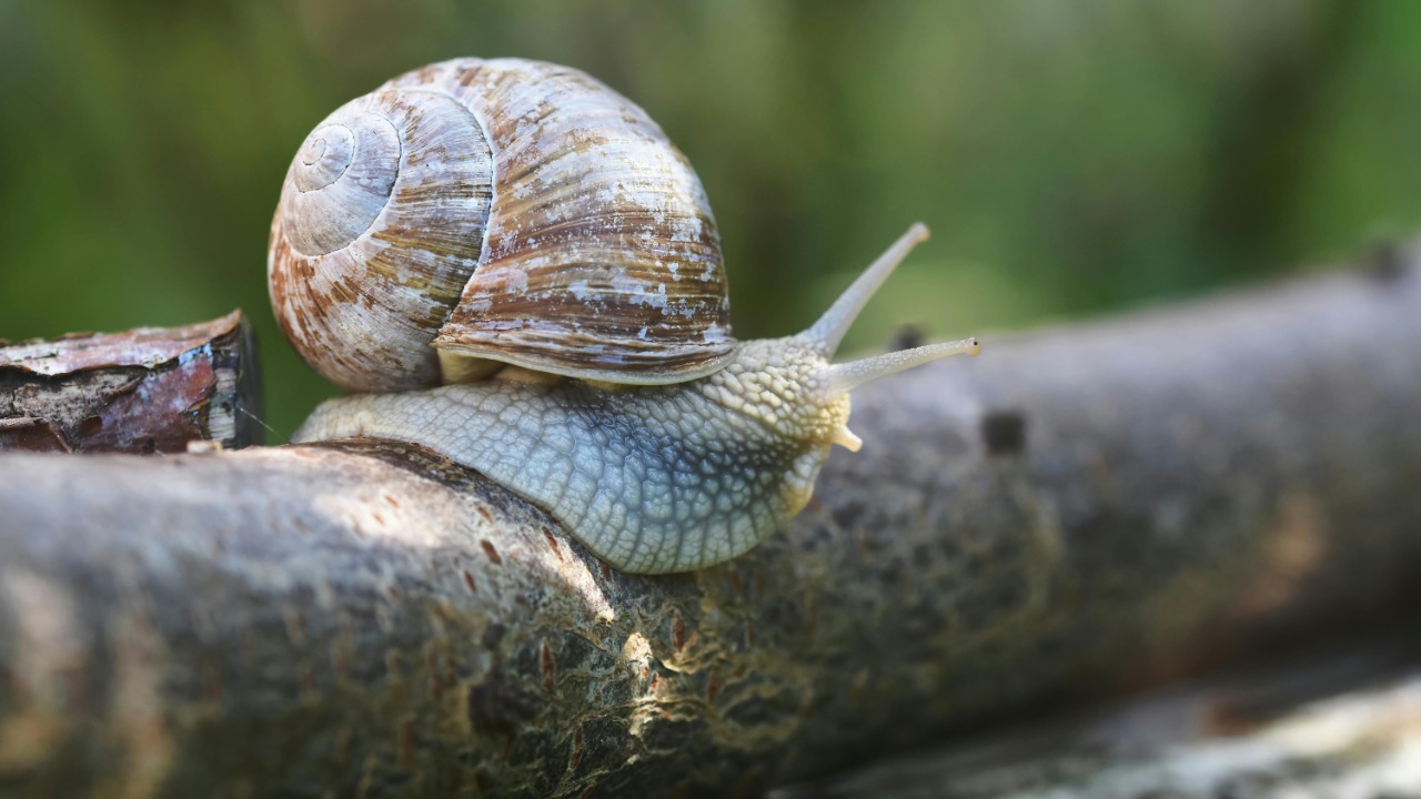 Two new snail species were found in a canyon slated to be flooded by a dam