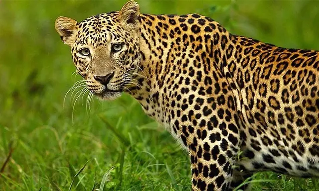 Leopard sightings near Malakanamaradi villages trigger fear among ...