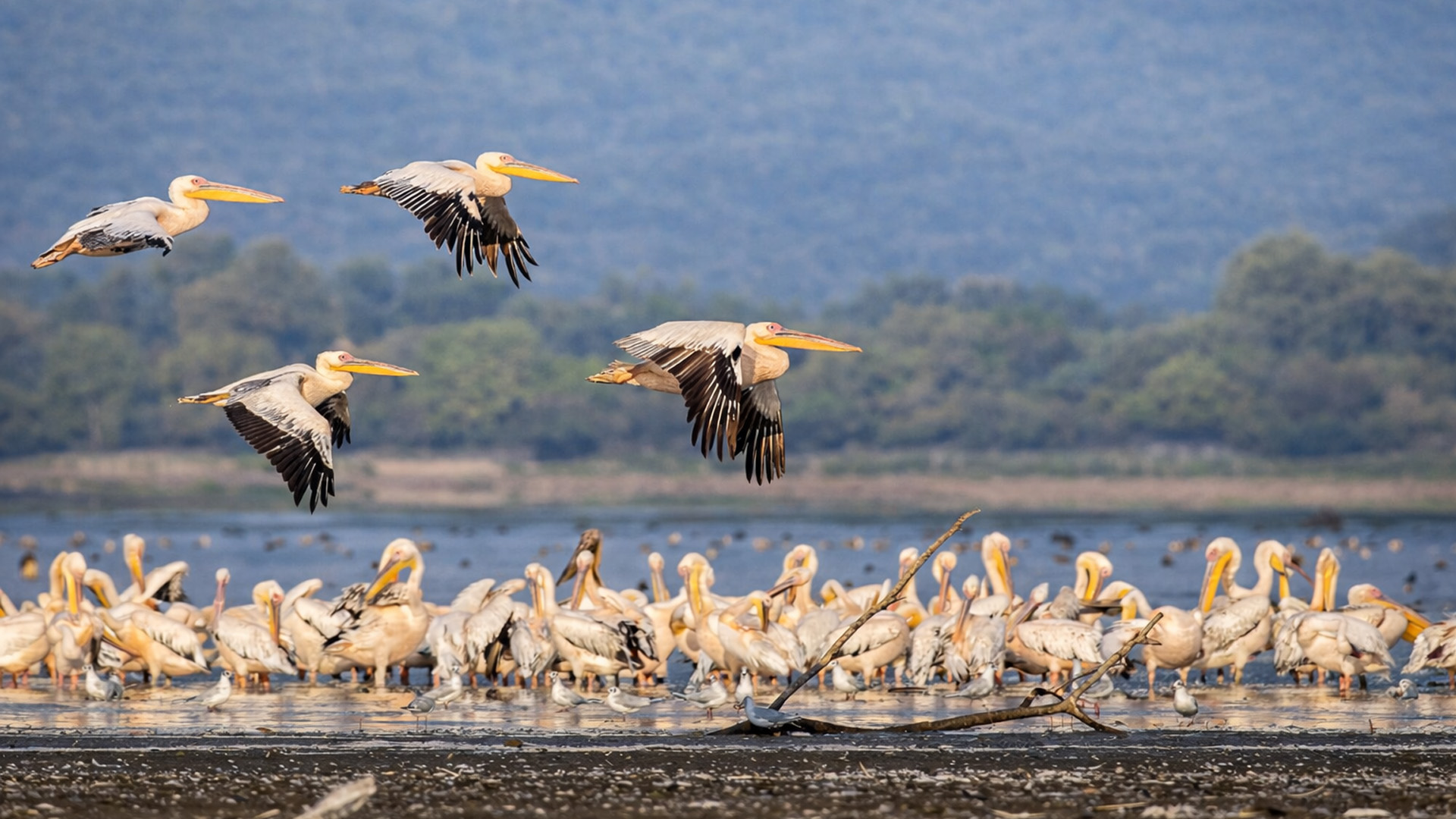 Exploring a pelican colony through wildlife bird photography