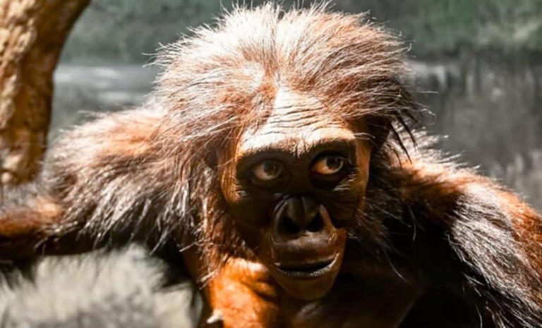 Buried for 3.4 million years, new fossil evidence is removing Lucy from ...