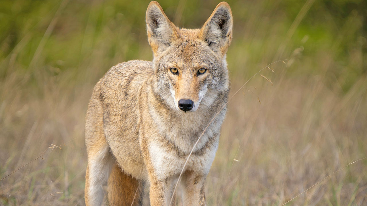 The coyote behaviors that signal trouble around neighborhoods