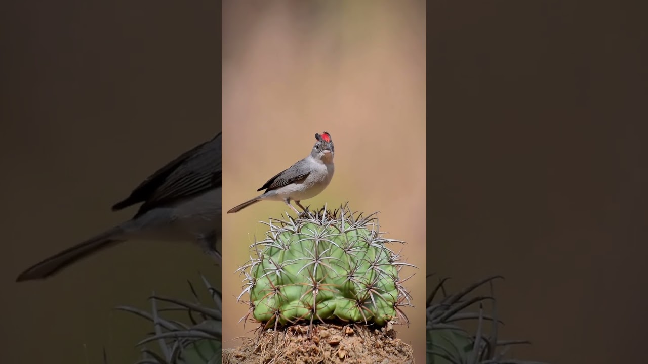 Spot a pileated finch showing off its stunning forelock