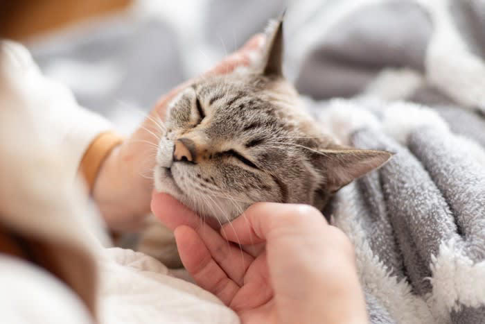 猫が飼い主に『体を預けてくる』ときの心理5つ 寄りかかる理由や愛猫が喜ぶ応え方も