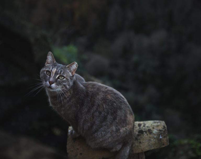 gettyimages-1095960110