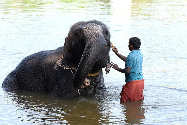 Kodanad: A home, not a cage, for Kerala’s rescued elephants