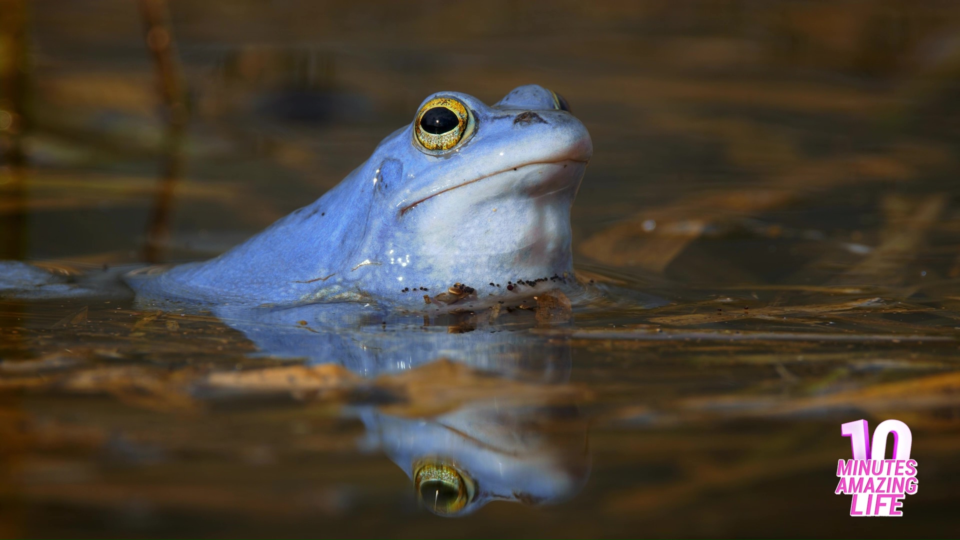Frog remains motionless while watching from water