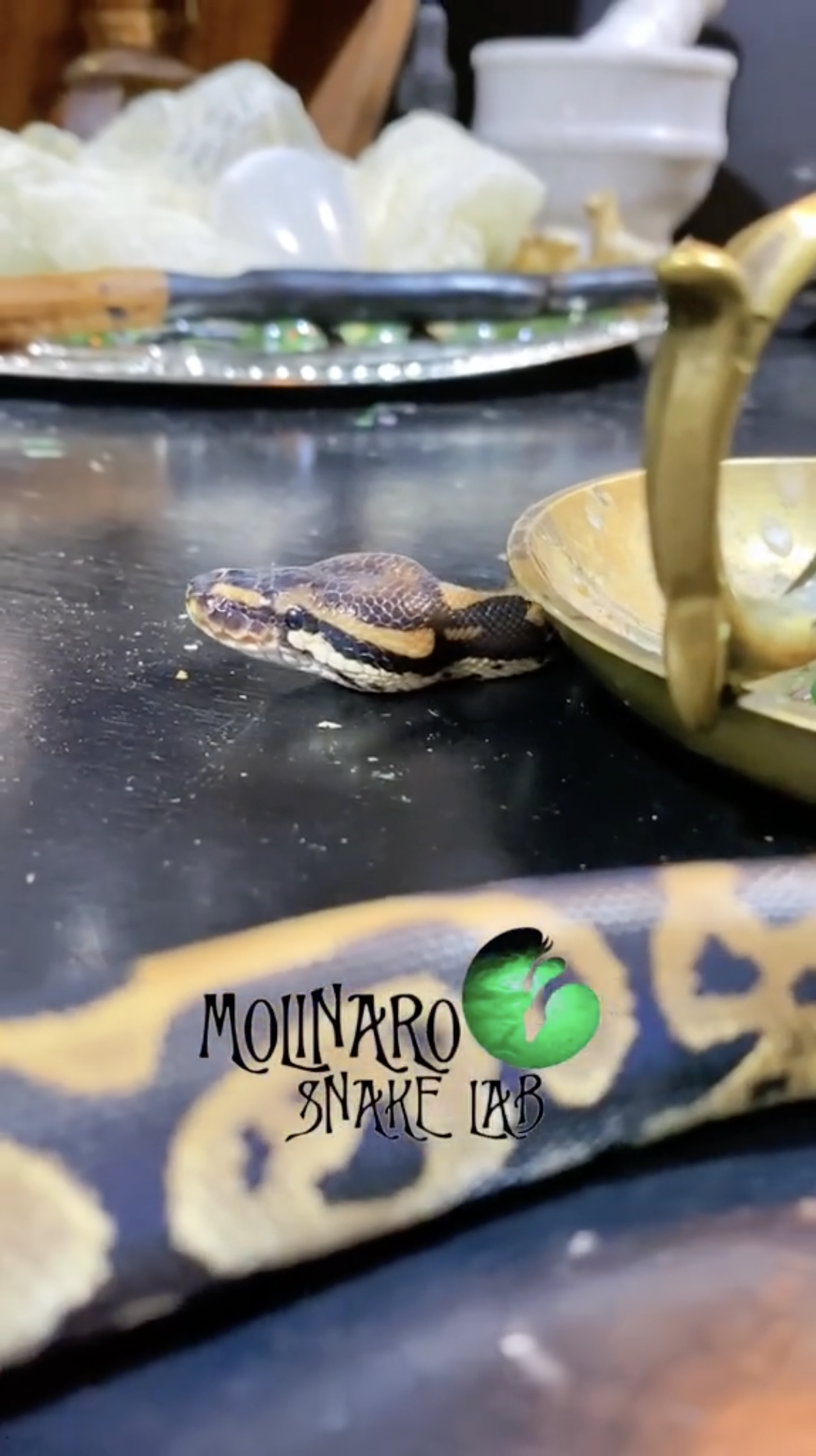This snake was born with a deformity!