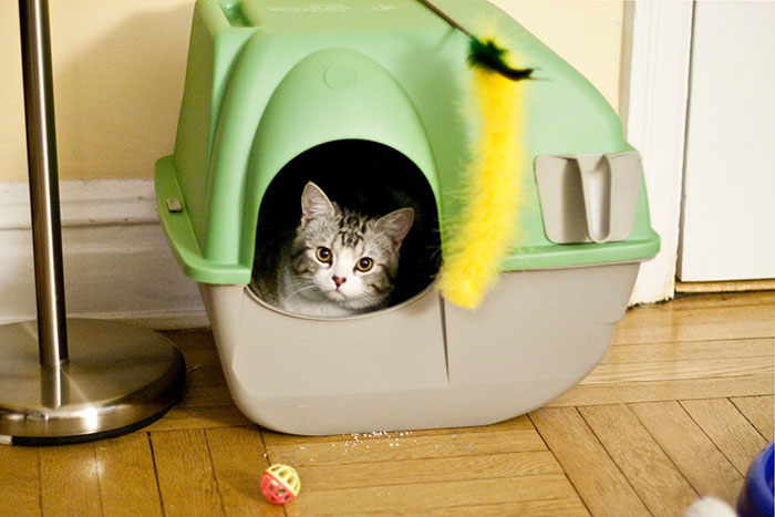 “No One Can Stop Me”: 38 People Confess To The Weirdest Things They Do Living Alone